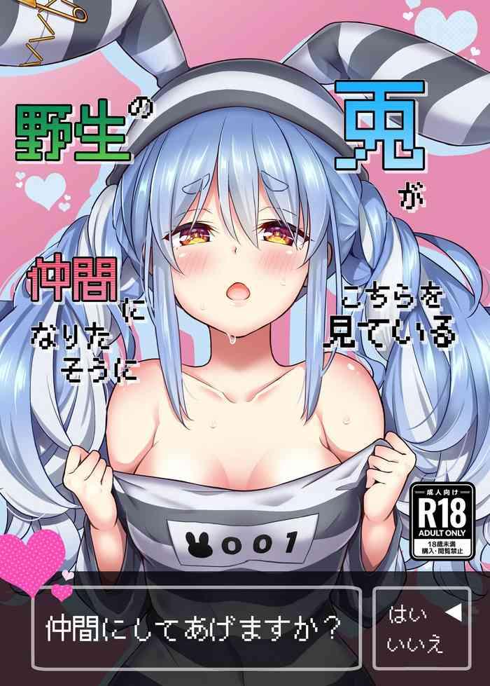 Yasei no Usagi ga Nakama ni Naritasou ni Kochira wo Miteiru